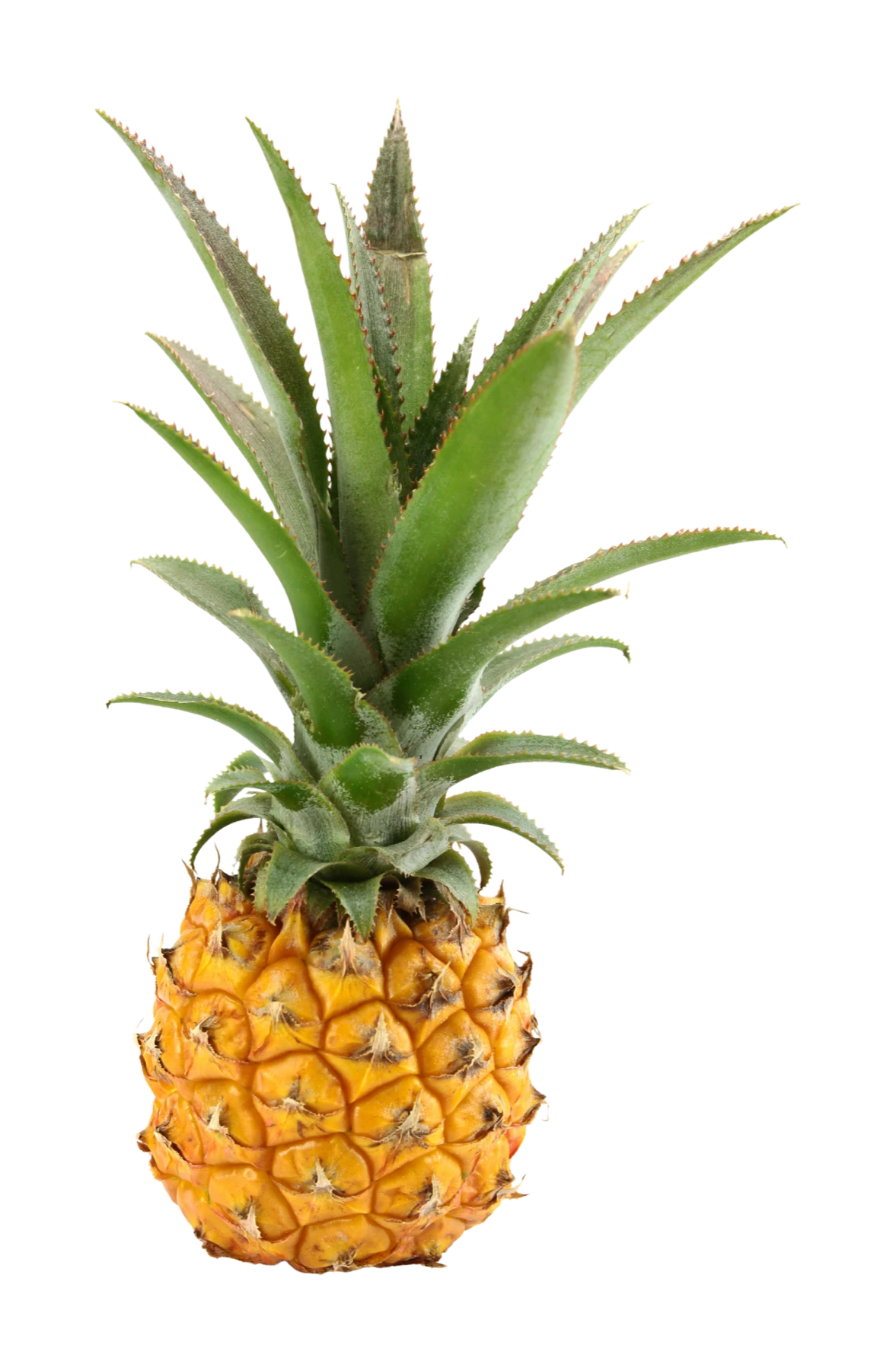 Ananas Victoria